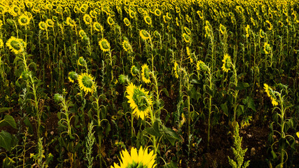 Field of blooming sunflowers, Provence France.