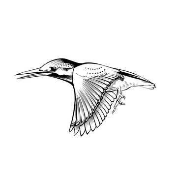 Kingfisher Bird. Engraving vector illustration
