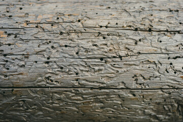 Fragment of a tree damaged by insects causing destruction. The negative impact of beetles on...