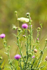 Closeup of spiny plumeless thistle flowers with blurred green plants behind