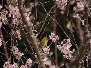 メジロとさくら