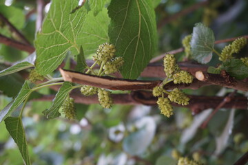 white mulberry, common mulberry and silkworm mulberry (Morus alba) on the tree