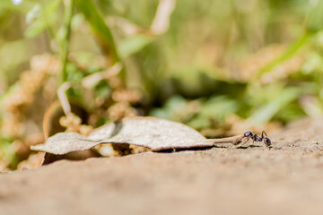 les fourmis