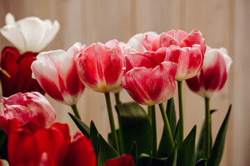 Bouquet with beautiful and fresh white and pink tulips on a light wooden background. Buds of white and pink tulips. One tulip bud close up
