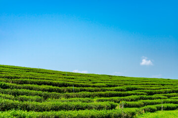 Green tea plantation or green tea field with blue sky
