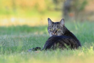 Beautiful tabby cat lying on the meadow. 
