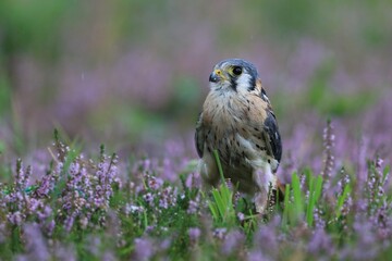 falco sparverius. American kestrel sitting on the blooming meadow. Summer in the nature. Wildlife sce with a kestrel.