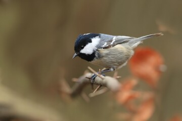 Cute coal tit sitting on the branch. Autumn scene with a titmouse.  Periparus ater