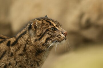 portrait of a fisching cat. Prionailurus viverrinus