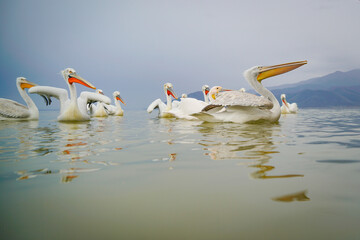 Pelicans