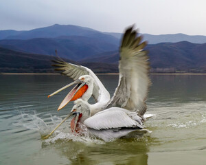 Pelicans