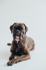 boxer dog breed gracefully lies on a white background