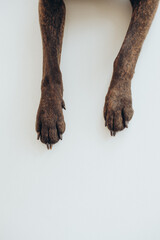 boxer dog breed gracefully lies on a white background