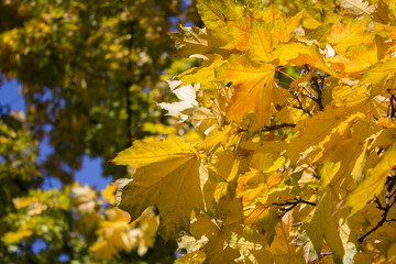 Close-up on tree branches with yellow leaves. Autumn background.