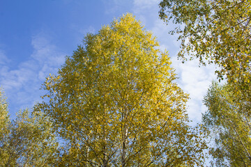 Fototapeta premium Birch tree with yellow leaves against the blue sky. Autumn background.