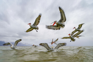 Obraz premium Pelicans