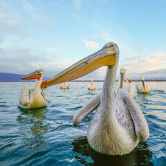 Pelicans