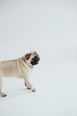 funny cute pug on white background