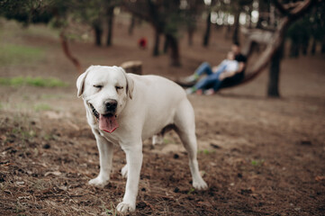 playful white labrador walking in the park