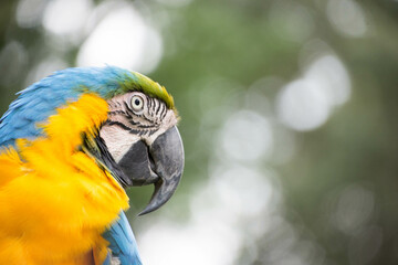 ルリコンゴウインコ
