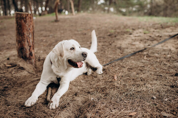 playful white labrador walking in the park