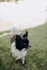 Obraz premium small pet, funny dog