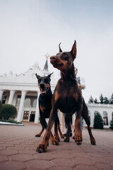 rich life, dobermans on the background of the mansion