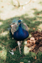 male peacock walking in the park