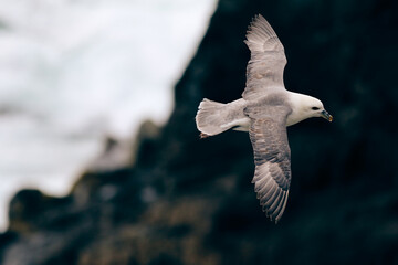 Fulmar soaring around the cliffs of Lewis