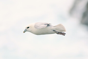 Fulmar soaring around the cliffs of Lewis
