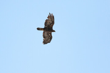 Golden eagle in flight