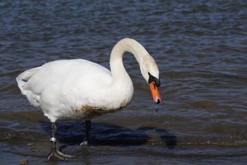 Fototapeta premium swan walks, runs on the sand beach