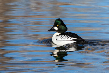 Closeup portrait of a beautiful Goldeneye drake at the peak of its breeding season with a bright yellow eye and glossy green head glancing back as it swims in a blue water lake.