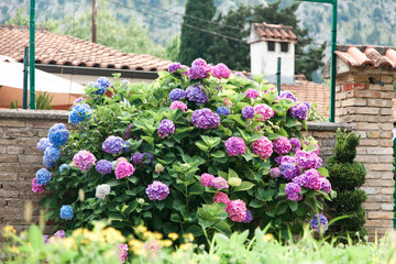 Hydrangea flowers garden blossom by house. Big blooming bush