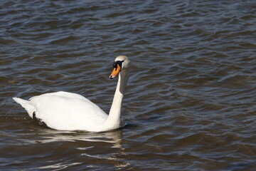 swan on water, rhine (rhein) river, lake in germany. unedited photo