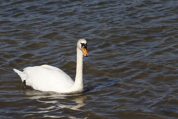 Fototapeta premium swan on water, rhine (rhein) river, lake in germany. unedited photo