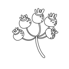 Rosehip with berries branch black contour isolated