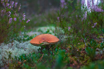 A red cap Leccinum aurantiacum mushroom in a natural background, high quality photo