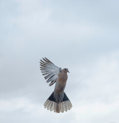 Turkish turtledove. Streptopelia decaocto. Backgrounds. 
