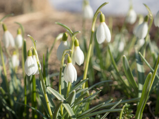 white snowdrops on a spring day