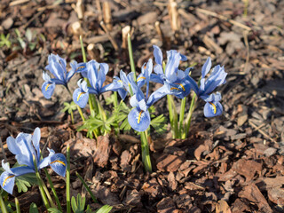 blue flowers on a spring day