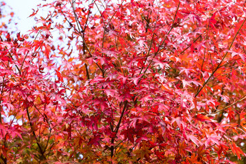 Autumn leaves on the sunshine. pattern Full background.
