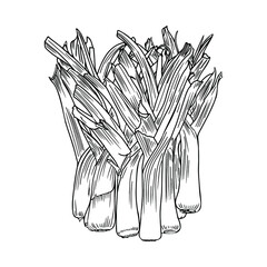 Isolated vector illustration of leek. Pearl bow as a blank for designers, logo, print, emblem