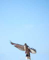Turkish turtledove. Streptopelia decaocto. Backgrounds. 
