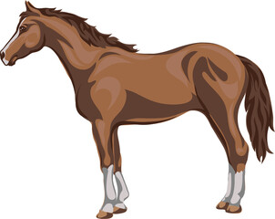 Horse, image of a standing horse, portrait of a horse for a logo in brown tones
