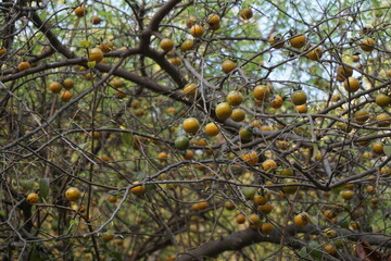 American plum, wild plum, or Marshall's large yellow sweet plum (Prunus americana) tree in the park