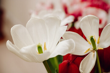 White tulip. White tulip flower on a light background. Opened tulip bud. Bud of a white tulip. One tulip bud close up
