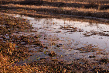 View of swamp. Polluted river.