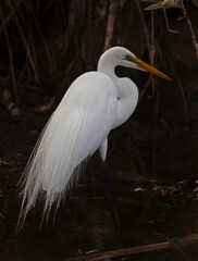 great white heron 4