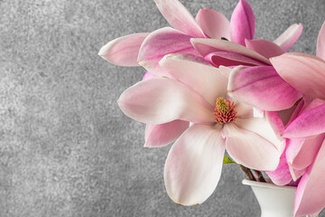 Spring pink magnolia blossoming flowers in vase on gray background